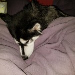 Cute Siberian Husky (Kay) cuddled up in a blanket sleeping