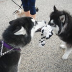 Kay pushing a rope at other husky's face