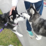 Kay pushing a rope at other husky's face