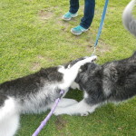 2 nearly identical Siberian Huskies wrestling in the grass