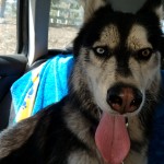 Kay (Siberian Husky) sitting in car with big smile and dirty face