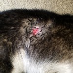 Hole (about 1-inch circle with no skin) in Kay's (Siberian Husky) side just in front of back leg