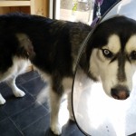 Kay (Siberian Husky) with protective cone around neck and stitches on side just in front of back leg