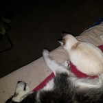 Aqua (biege cat) sitting with Kay (Siberian Husky) laying down