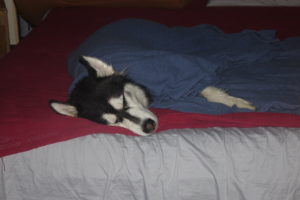 Kay sleeping under blanket after bath