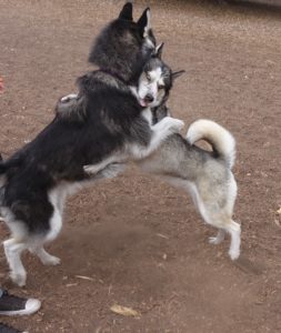 2 Siberian Huskies hugging while standing on back legs.