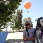Cathy & Kay (Siberian Husky) with Big Orange Balloon behind them in blue sky