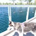 Kay (Siberian Husky) on dock, watching ducks on lake