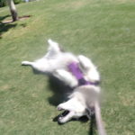 Kay (Siberian Husky) rolling on his back on grass