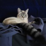 Aqua (Siamese Cat) Laying on warm laundry