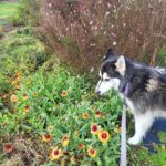 Kay (Siberian Husky) sniffing yellow & red flowers