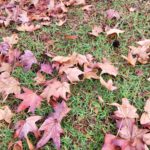Reddish Leaves Lying on Green Grass