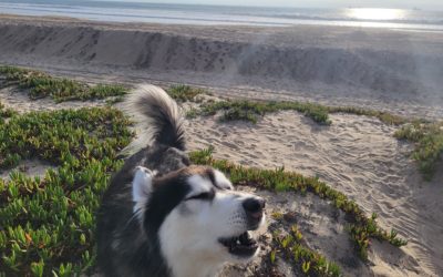 Siberian Husky howling in front of small waves at the beach