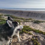 Siberian Husky looking at the ocean with small waves