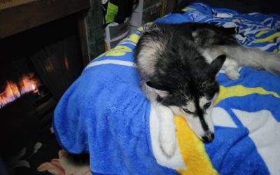 Siberian Husky laying on bed next to fire in fireplace