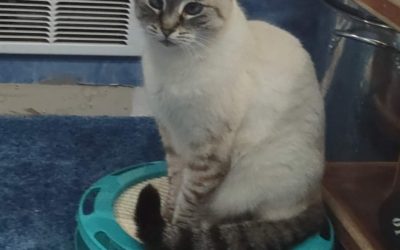 Aqua (Siamese Cat) sitting on round scratching toy