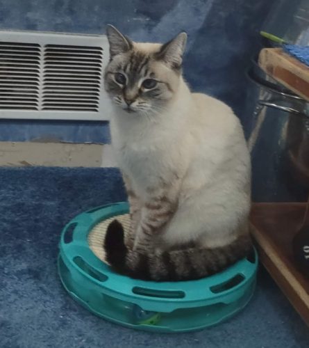 Aqua (Siamese Cat) sitting on round scratching toy