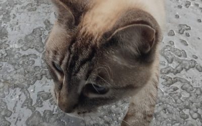 Aqua (Siamese cat) steps delicately over hail on patio