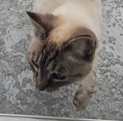 Aqua (Siamese cat) steps delicately over hail on patio