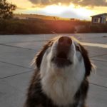 Kay (Siberian Husky) howling at sunrise