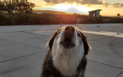 Kay (Siberian Husky) howling at sunrise