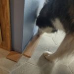 Kay (Siberian Husky) sniffs oak baseboard laying on floor before installation