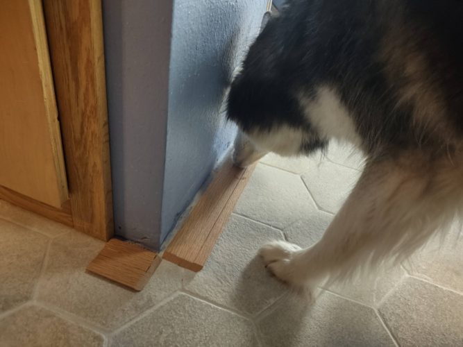 Kay (Siberian Husky) sniffs oak baseboard laying on floor before installation