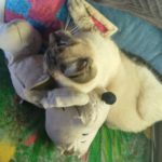 Snoopy stuffed toy hiding behind Aqua (Siamese Cat)