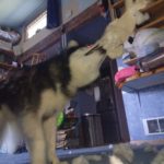Kay (Siberian Husky) shakes unstuffed Snoopy toy