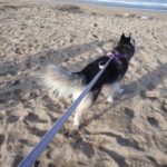 Kay (Siberian Husky) running on the beach