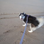 Kay (Siberian Husky) on the beach, looking back at camera while running