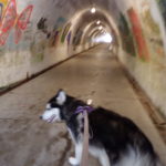 Kay (Siberian Husky) in foreground in front of tunnel