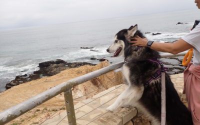 Kay (Siberian Husky) looks over a wall at the ocean below