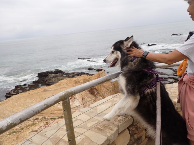 Kay (Siberian Husky) looks over a wall at the ocean below