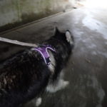Kay (Siberian Husky) walking into tunnel under the highway