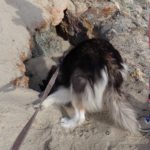 Kay (Siberian Husky) sticks his head in a hole in the rocks