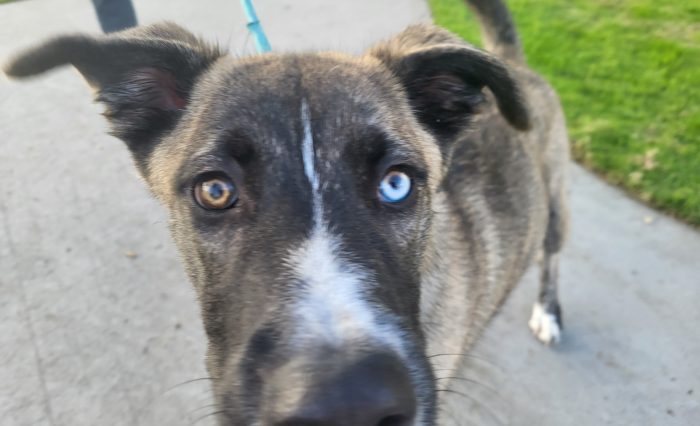 Dark colored dog with one brown and one blue eye staring at the camera