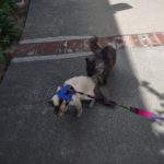 Ash (Maine Coon Cat) sniffs Aqua's (Siamese Cat) butt